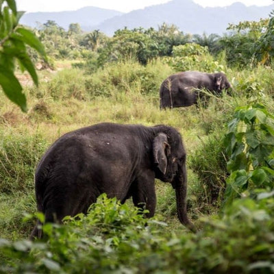 ETHICAL ELEPHANT PARK (from Khao Lak)