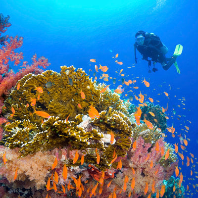 LIVEABOARD 5 days / 4 nights - Similan, Koh Bon, Tachai, Surin & Richelieu Rock - M/v Andaman Queen