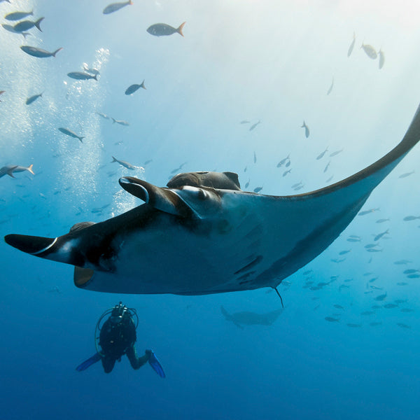 LIVEABOARD 7 days / 6 nights - Similan, Koh Bon, Koh Tachai, Koh Surin & Richelieu Rock